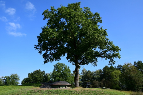 Fotografie